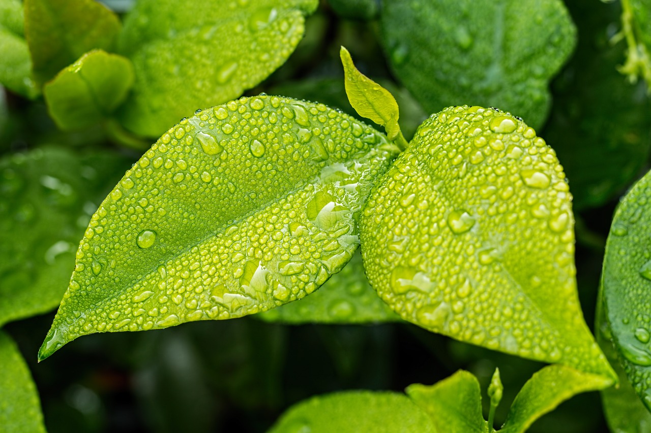 Foglie con gocce d'acqua sopra